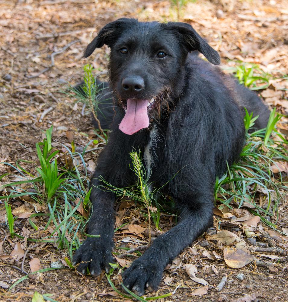 Enlarge Olive, a Adoptable Labrador Retriever in Marietta, GA image 4/6