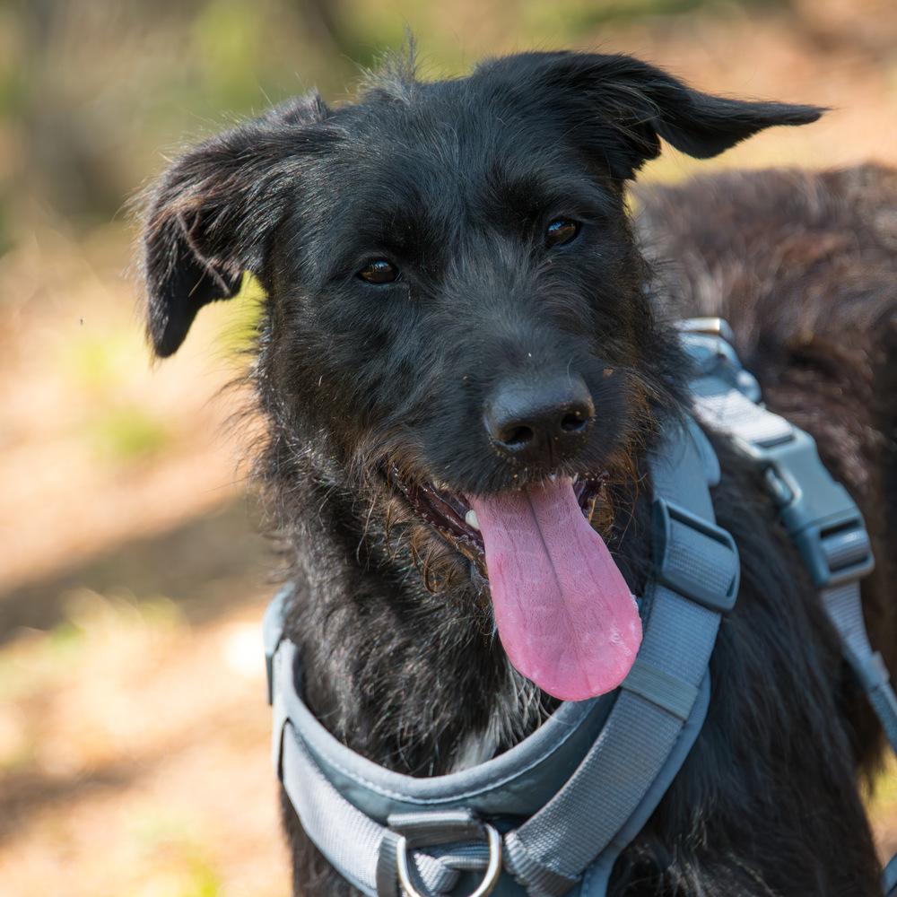Enlarge Olive, a Adoptable Labrador Retriever in Marietta, GA image 5/6
