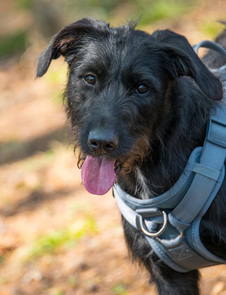 Enlarge Olive, a Adoptable Labrador Retriever in Marietta, GA image 6/6