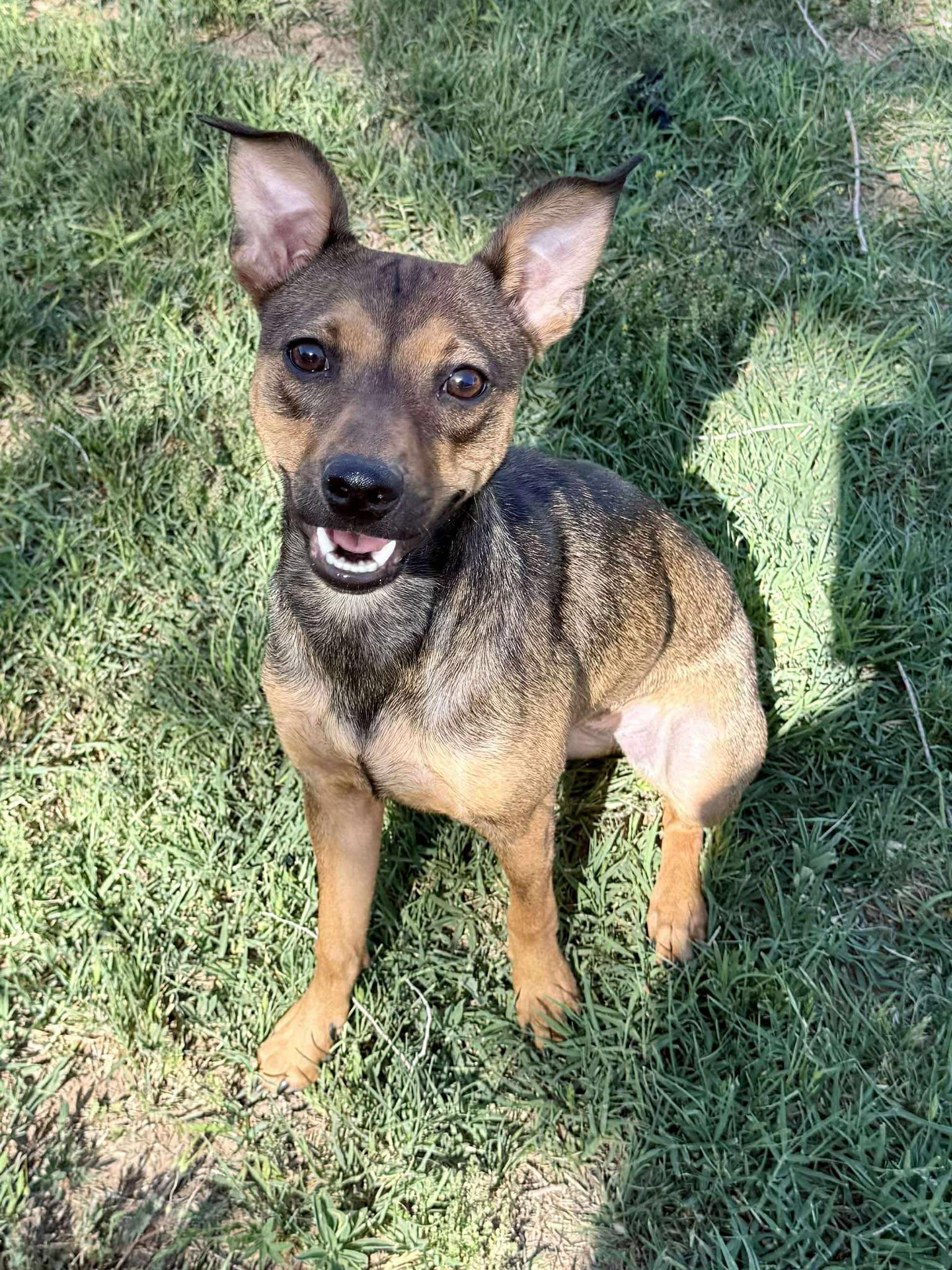 Coco, Adult Female Chiweenie