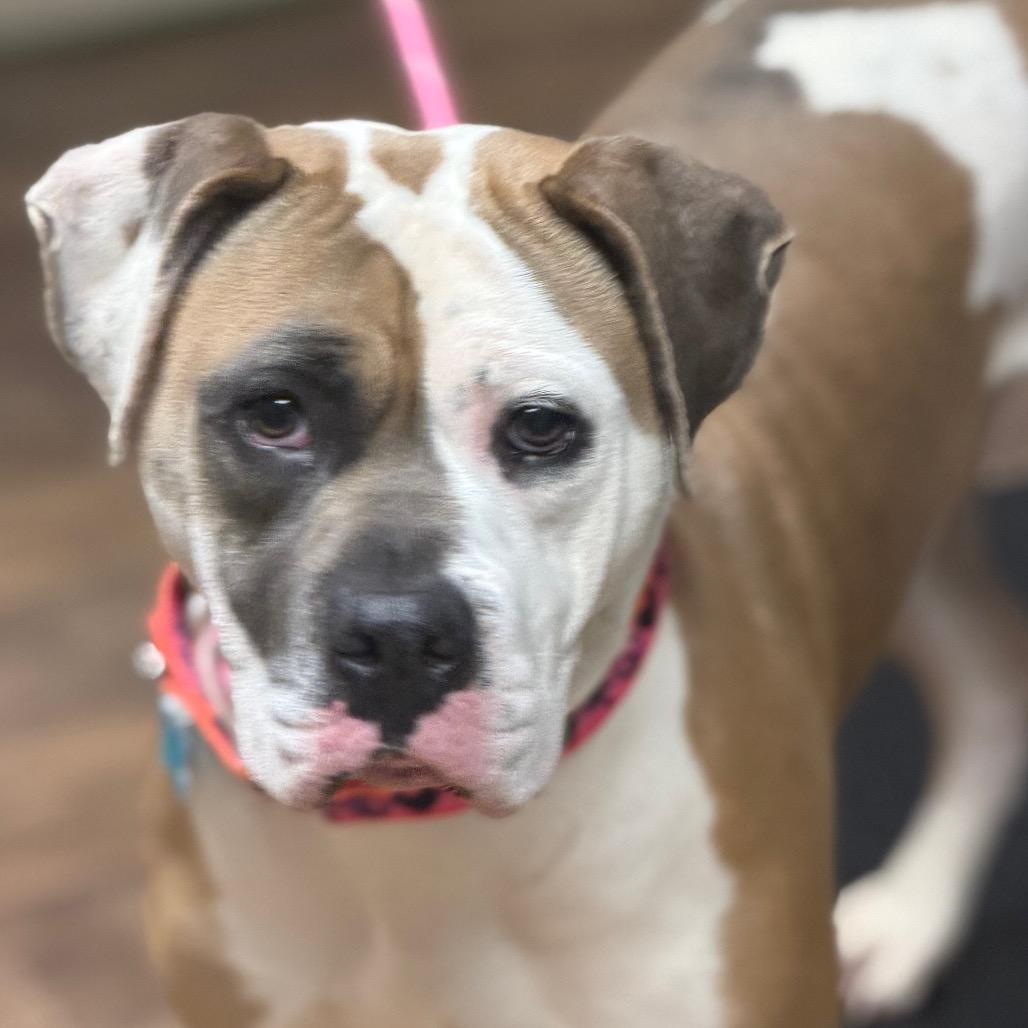 Enlarge Sadie, a Adoptable mixed breed in Owosso, MI image 1/6