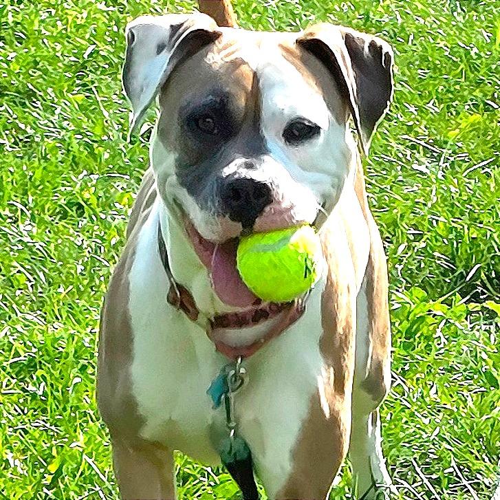 Enlarge Sadie, a Adoptable mixed breed in Owosso, MI image 2/6