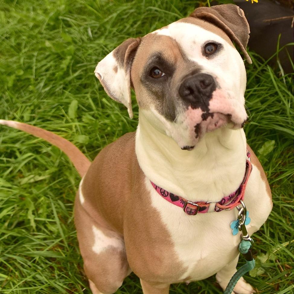 Enlarge Sadie, a Adoptable mixed breed in Owosso, MI image 3/6