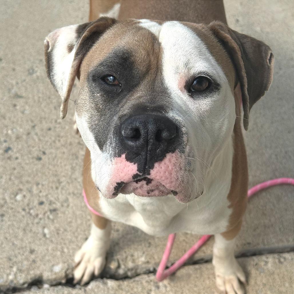 Enlarge Sadie, a Adoptable mixed breed in Owosso, MI image 4/6