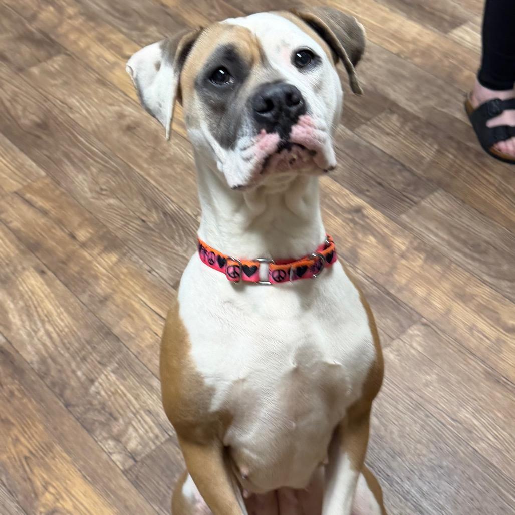 Enlarge Sadie, a Adoptable mixed breed in Owosso, MI image 5/6
