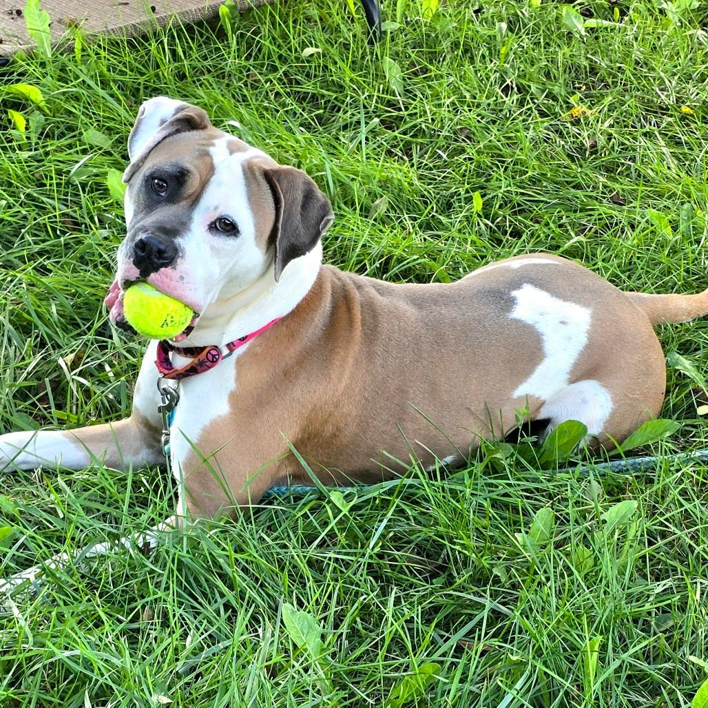 Enlarge Sadie, a Adoptable mixed breed in Owosso, MI image 6/6