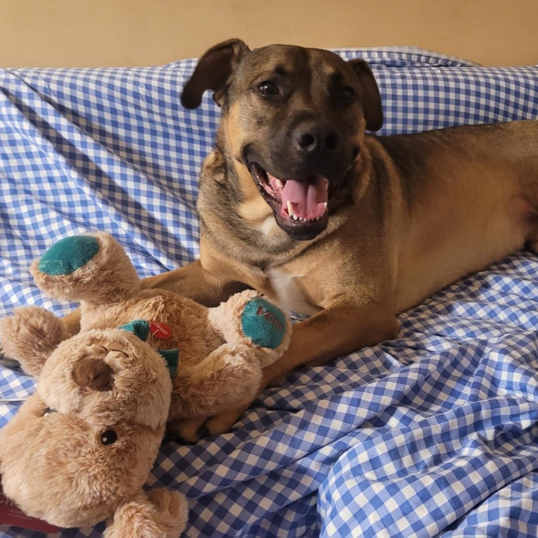 Benson, a ADOPTABLE mixed breed in Cypress , CA image 1/6