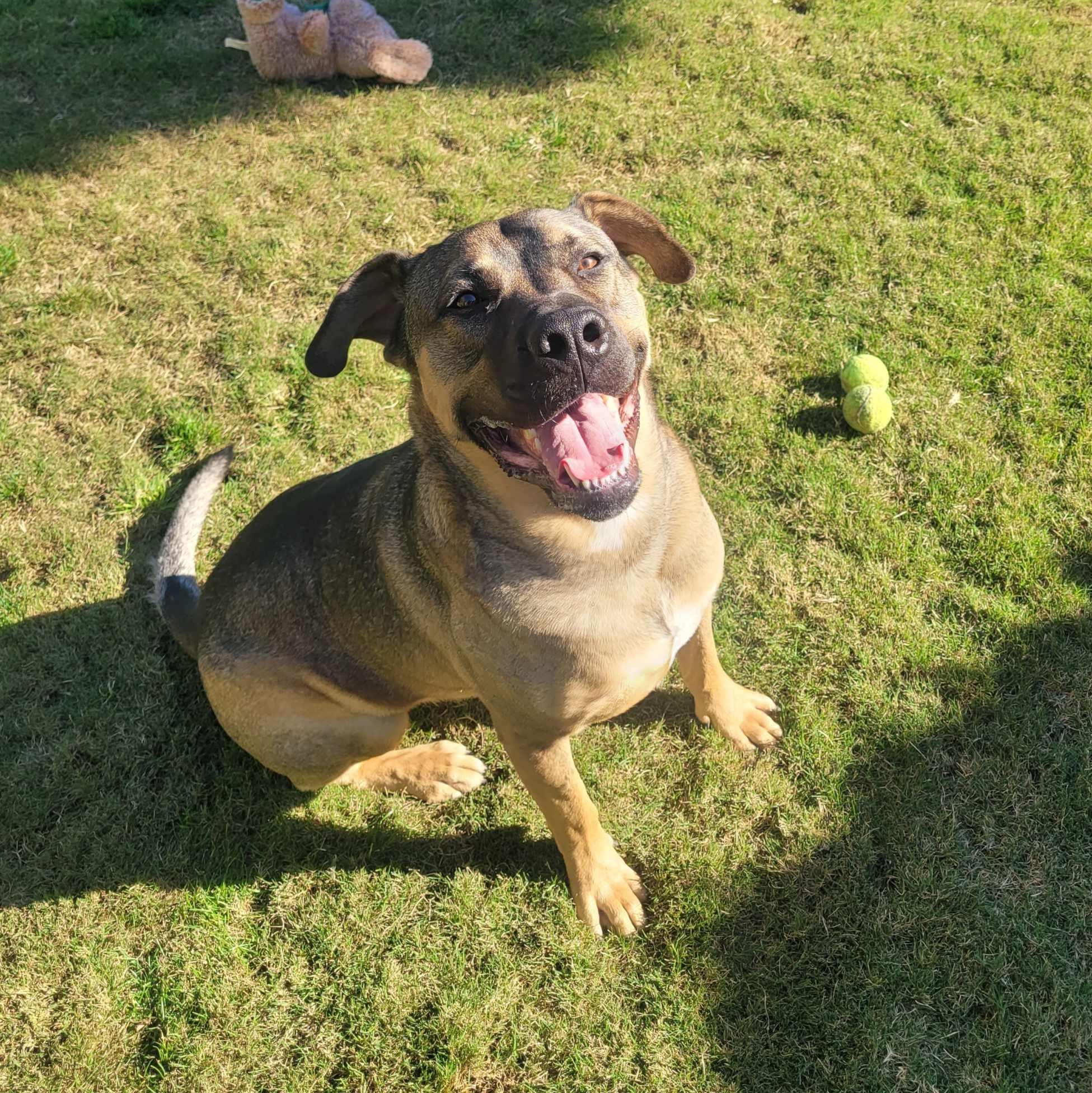 Benson, a ADOPTABLE mixed breed in Cypress , CA image 2/6