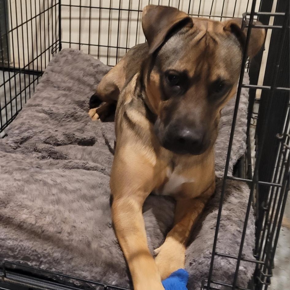 Benson, a ADOPTABLE mixed breed in Cypress , CA image 4/6