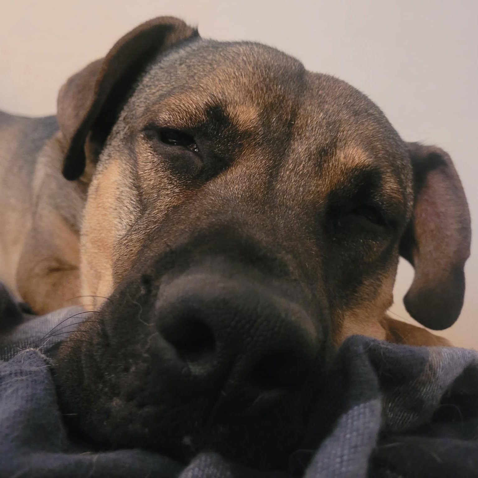 Benson, a ADOPTABLE mixed breed in Cypress , CA image 5/6