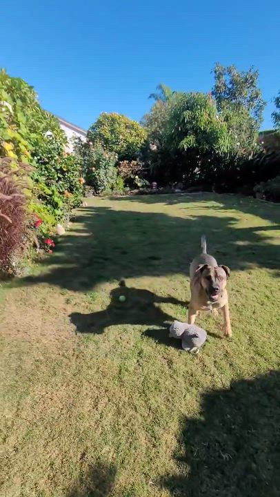 Enlarge Benson, a ADOPTABLE mixed breed in Cypress , CA video 6/6