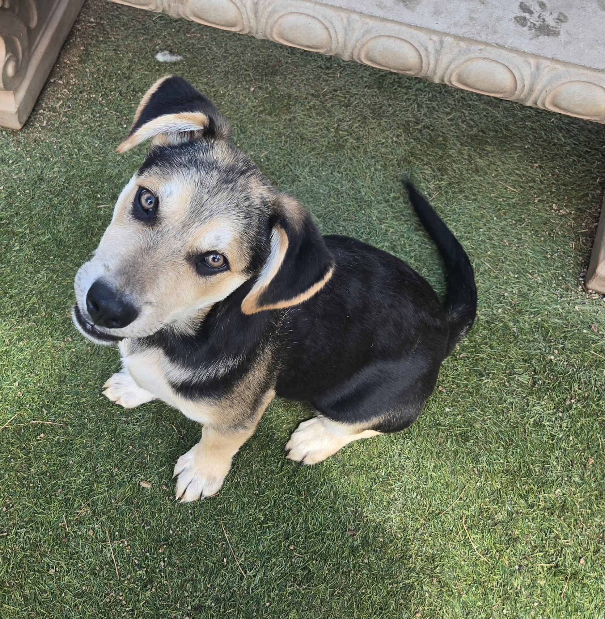 Forrest, Adoptable, Young Male Shepherd.