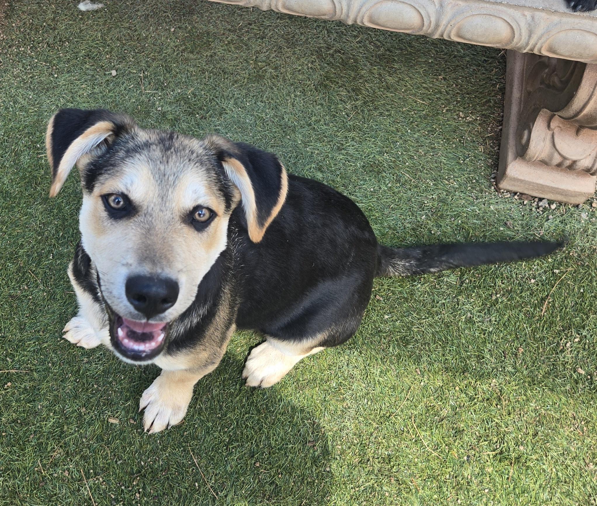 Forrest, Adoptable, Young Male Shepherd.