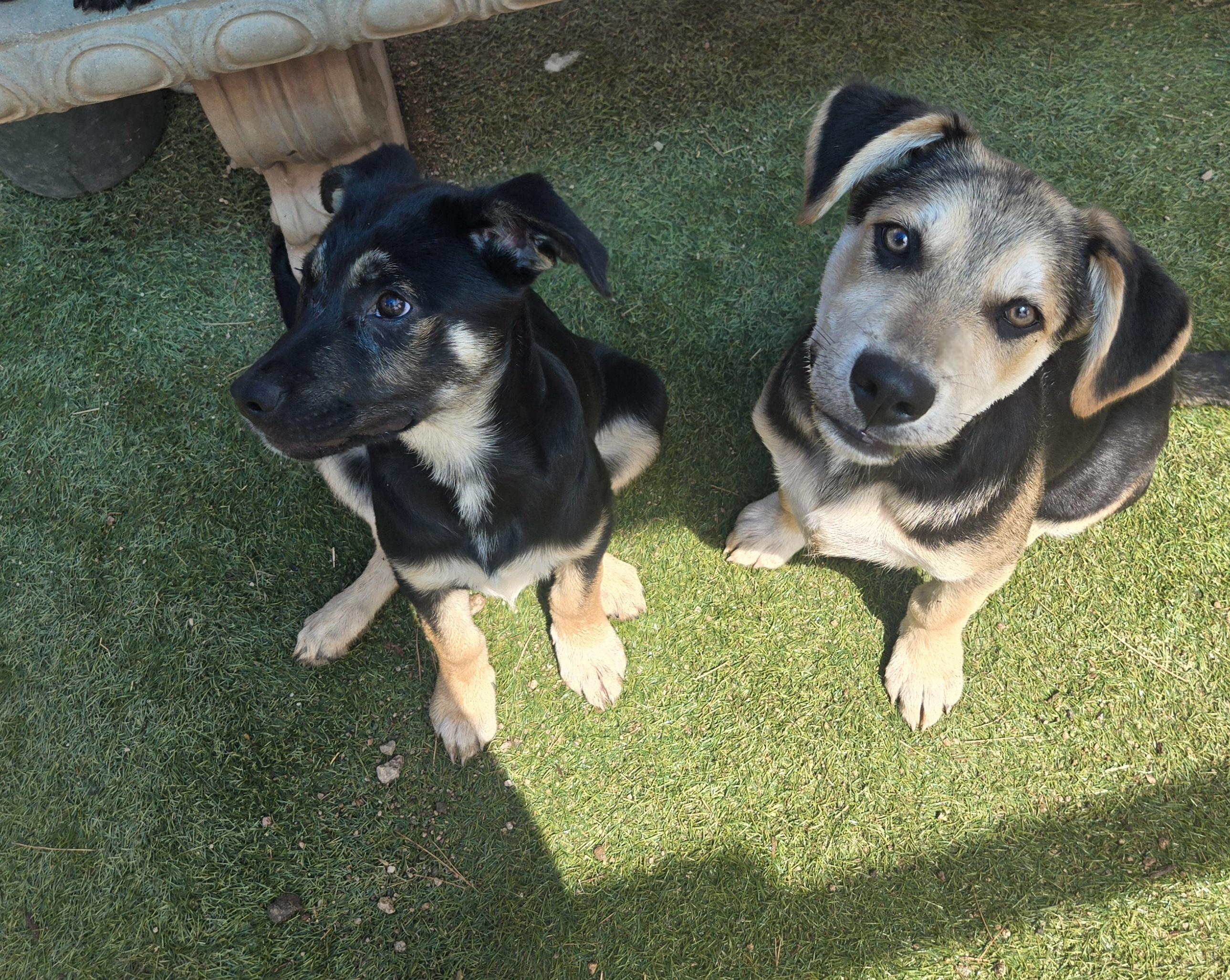 Enlarge Forrest, a Adoptable mixed breed in Nogales, AZ image 3/4