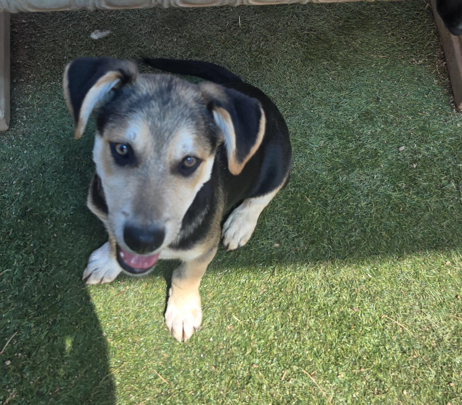 Forrest, Adoptable, Young Male Shepherd.