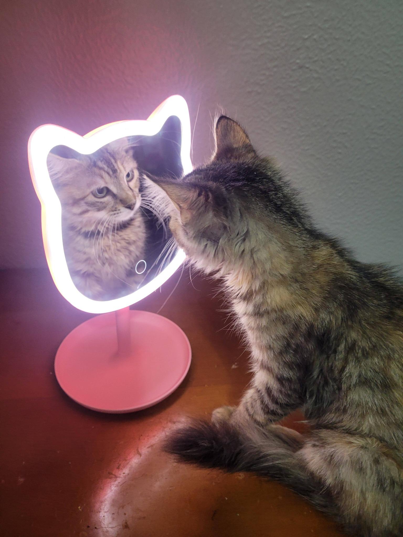 Beth, adopted, Young Female Domestic Medium Hair.