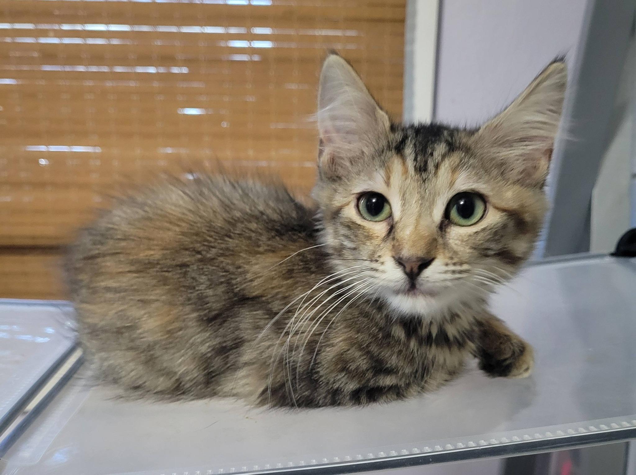 Enlarge Beth, an adopted Domestic Medium Hair in LaPlace, LA image 2/5