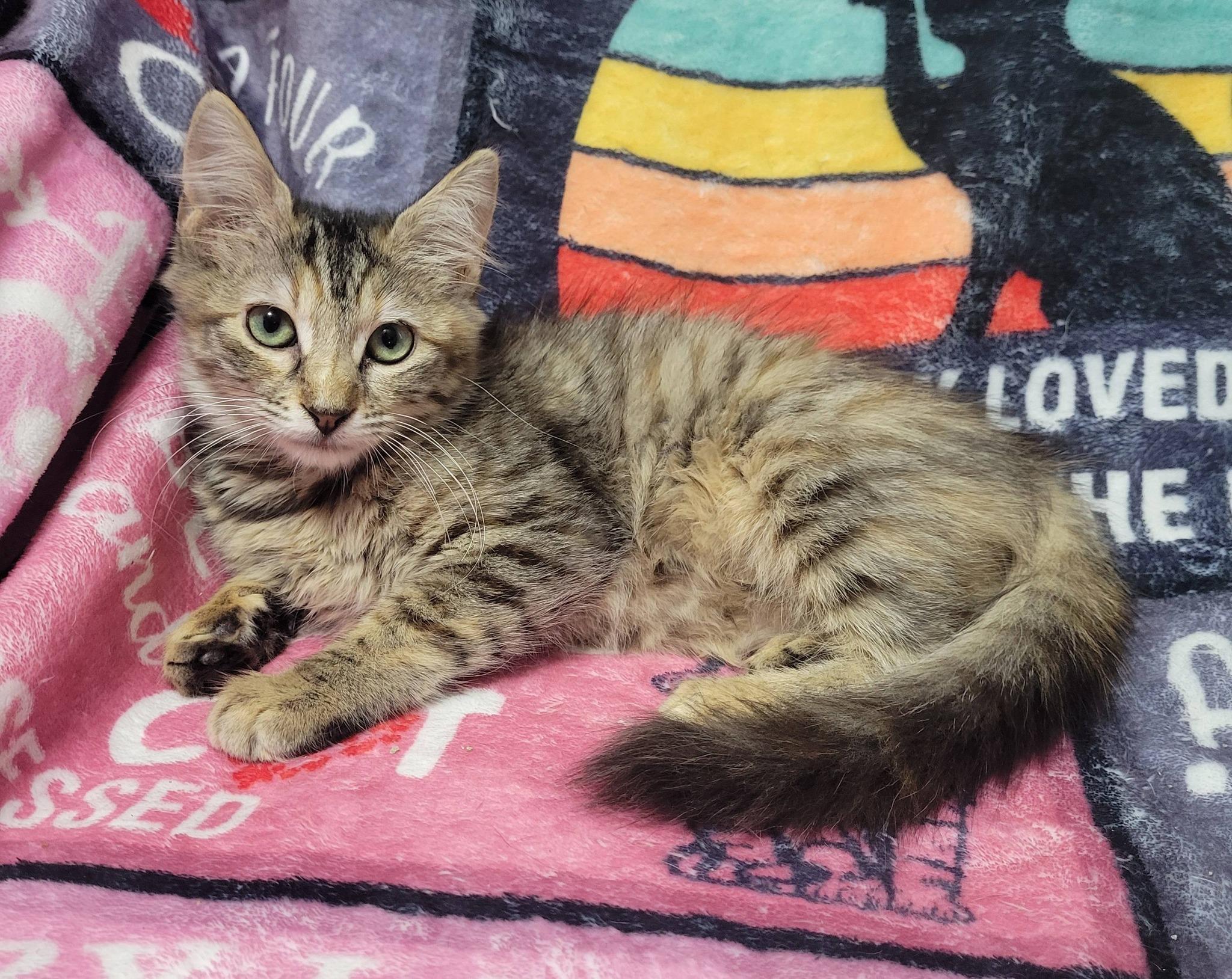 Enlarge Beth, an adopted Domestic Medium Hair in LaPlace, LA image 3/5