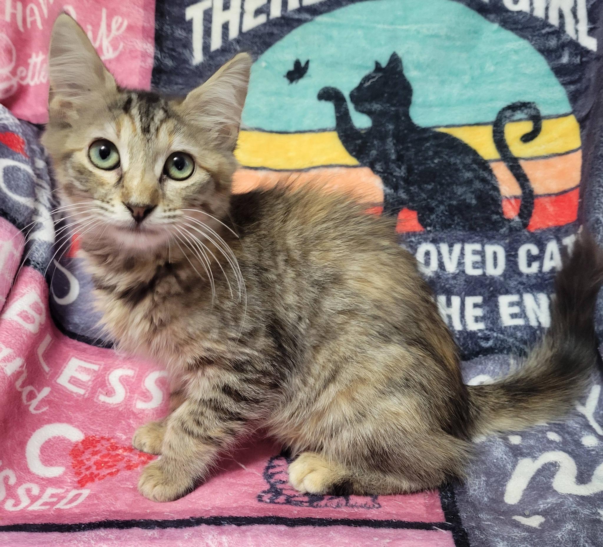 Enlarge Beth, an adopted Domestic Medium Hair in LaPlace, LA image 5/5