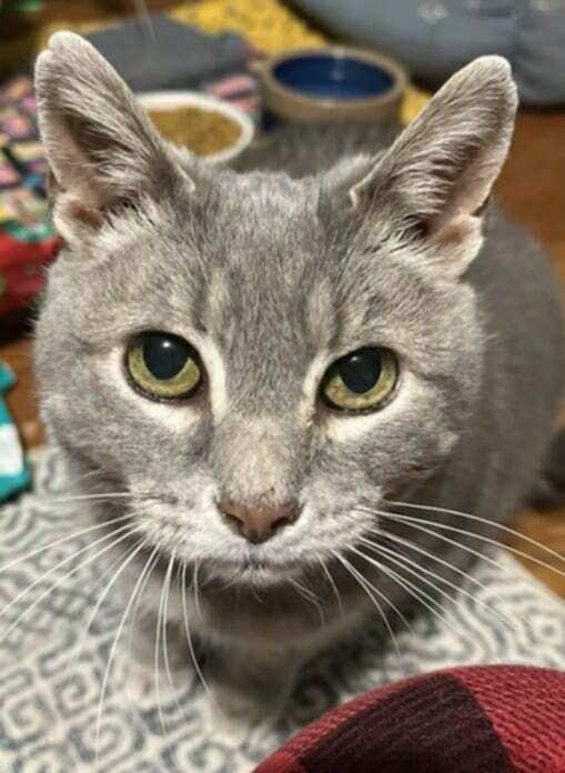 Gracie, a Adoptable Domestic Short Hair in Lansdowne, PA image 1/3