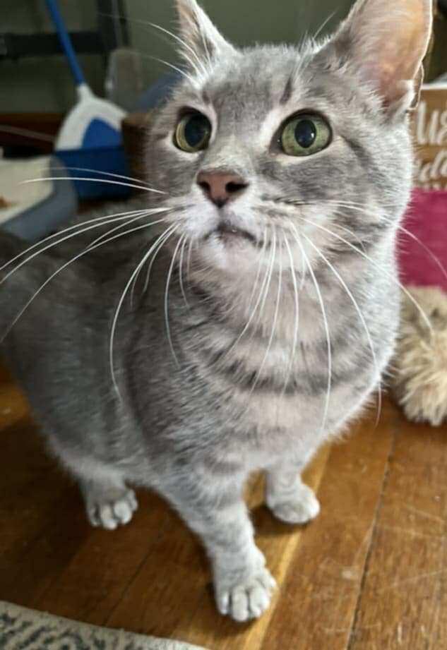 Gracie, a Adoptable Domestic Short Hair in Lansdowne, PA image 2/3