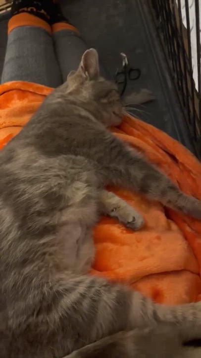 Enlarge Gracie, a Adoptable Domestic Short Hair in Lansdowne, PA video 3/3