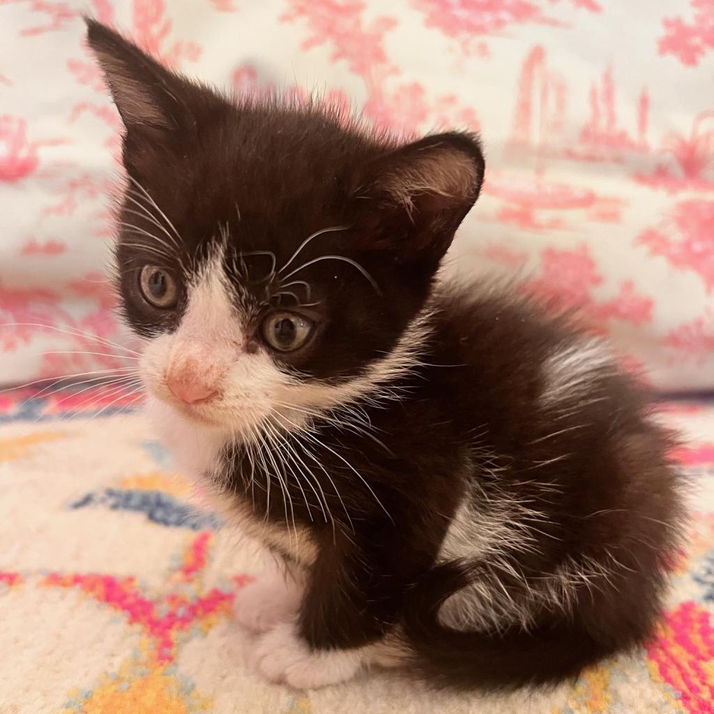 Marcel — thumbnail 2