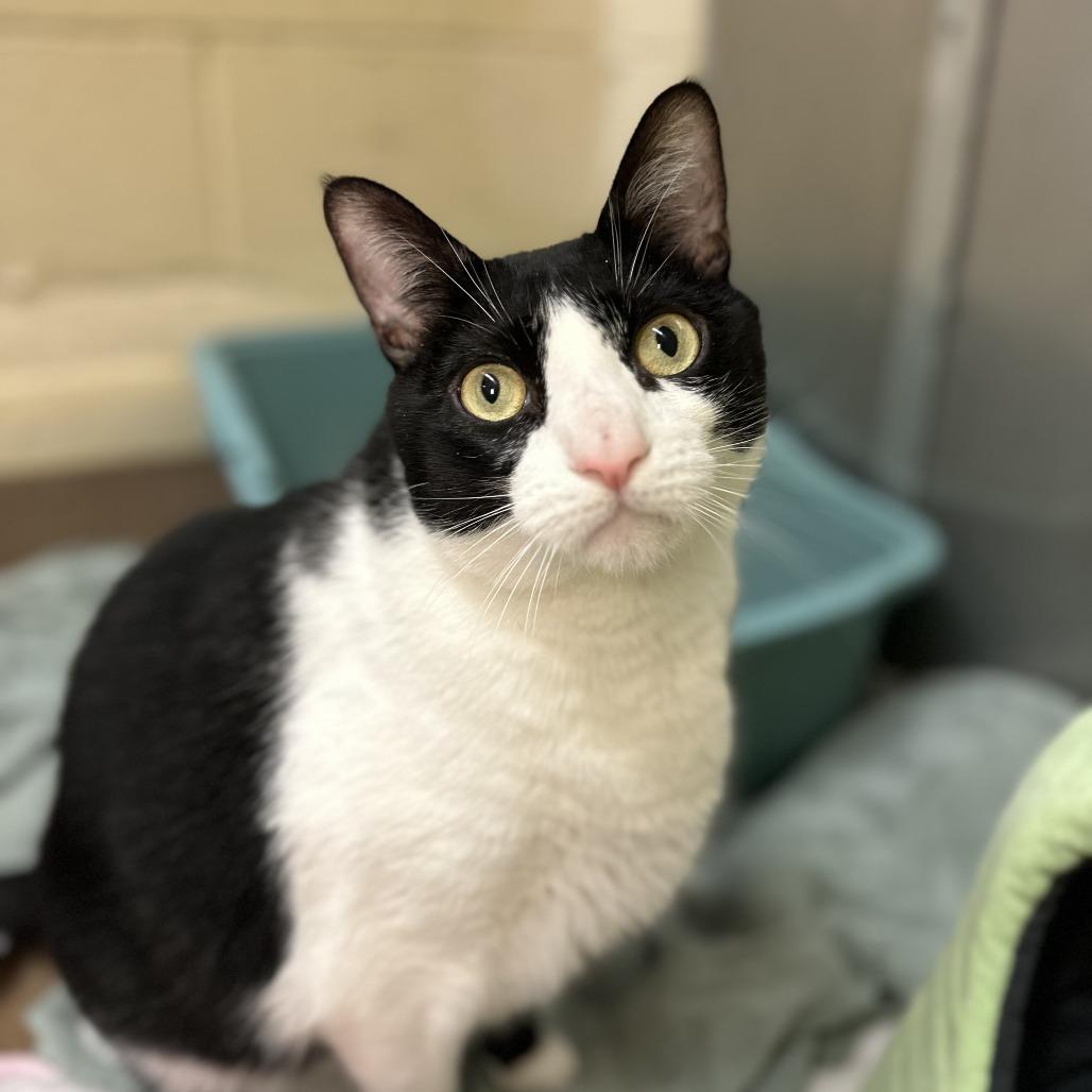 Marcel — thumbnail 3