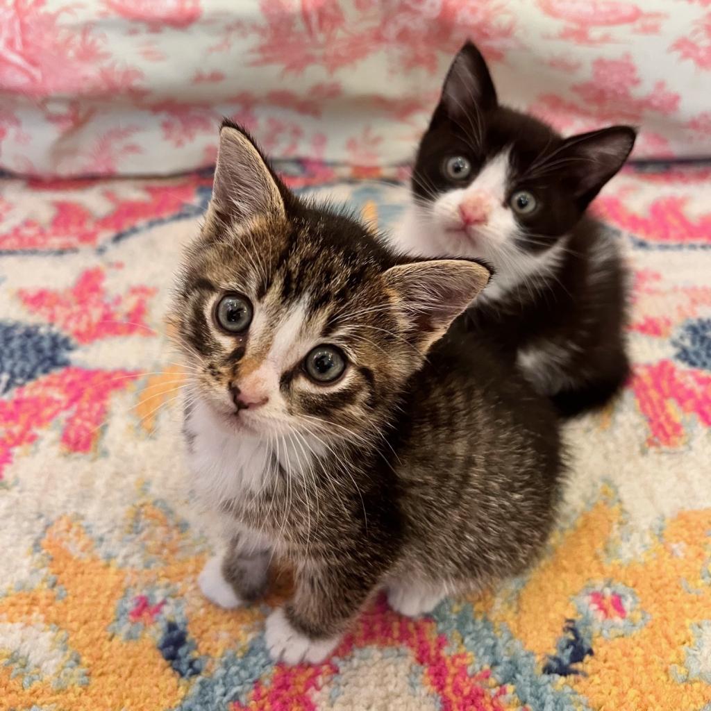 Marcel — thumbnail 4