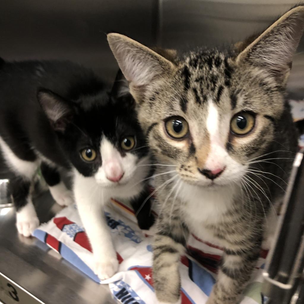 Marcel — thumbnail 5