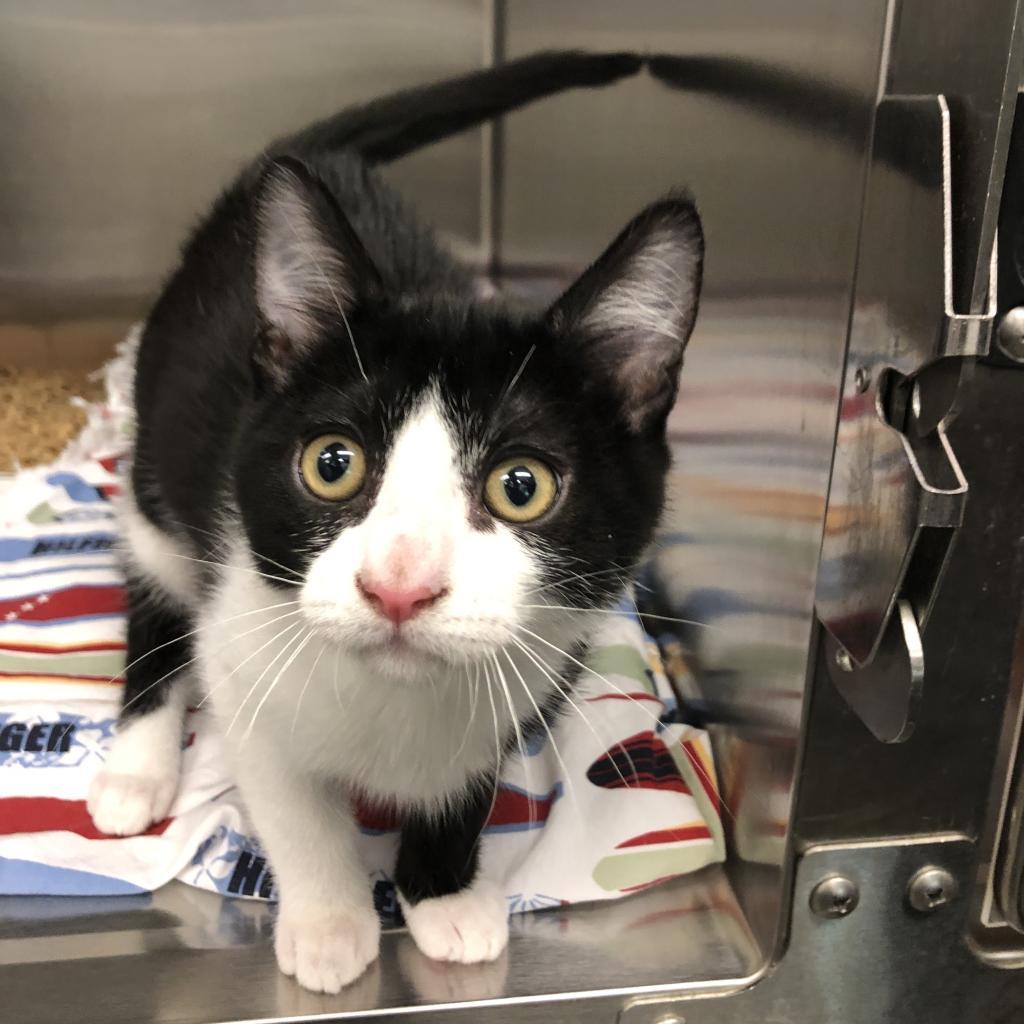 Marcel — thumbnail 6