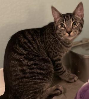 Enlarge Peeta , a Adoptable Tabby in Salida, CA image 1/2