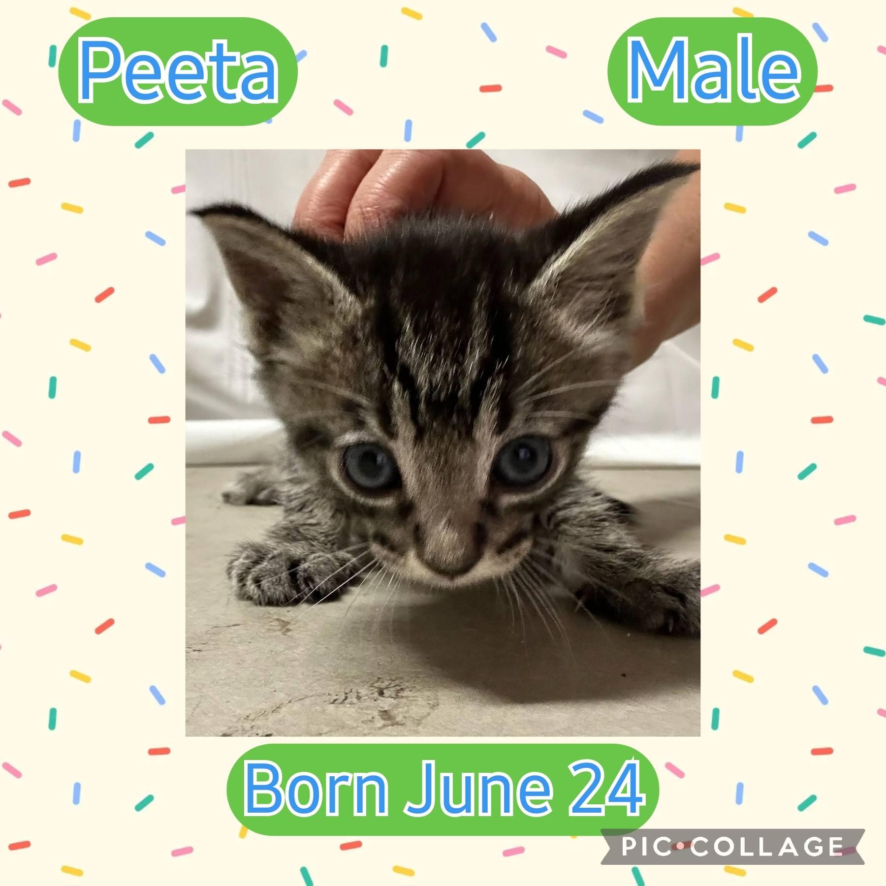 Enlarge Peeta , a Adoptable Tabby in Salida, CA image 2/2