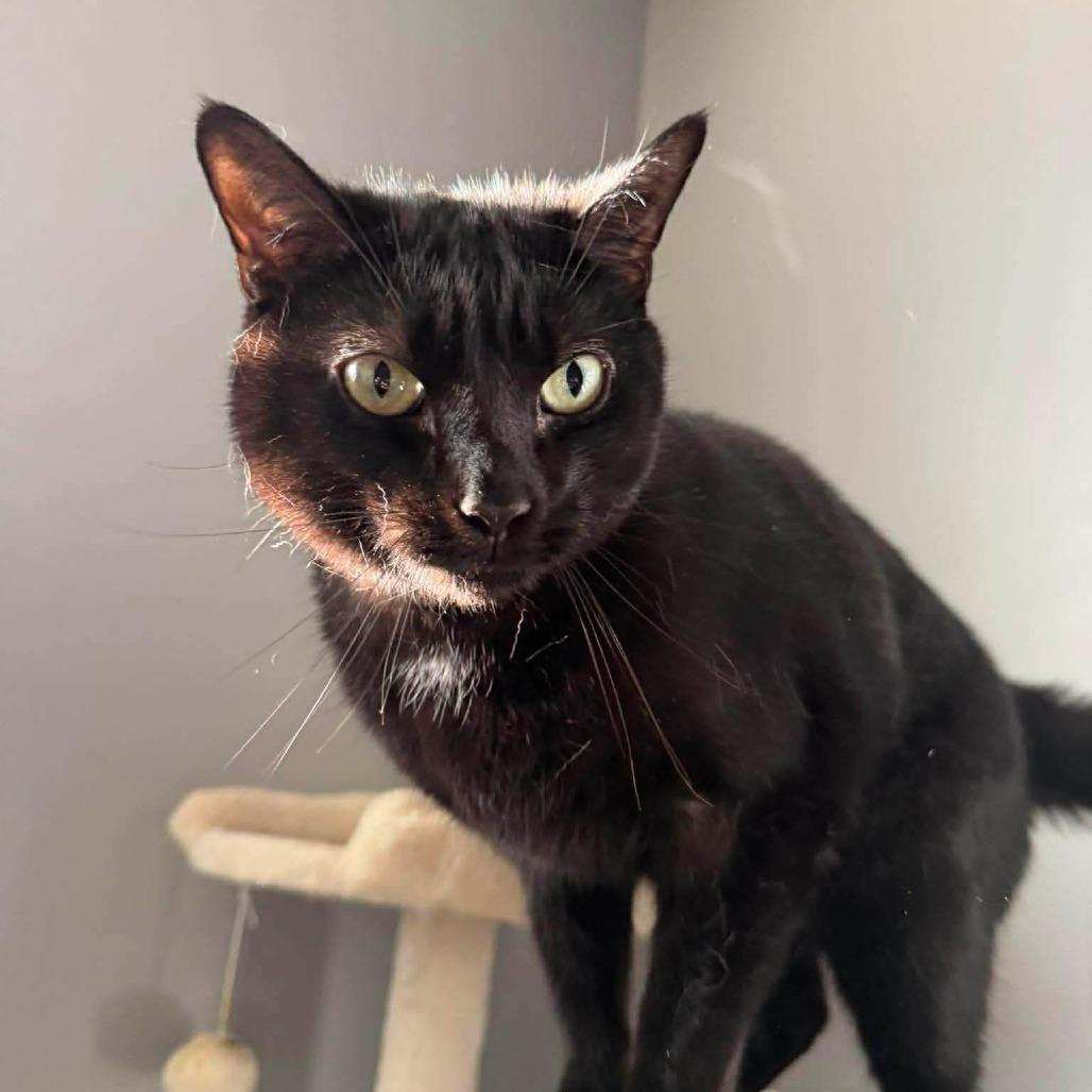 Loki, Adoptable, Adult Male Domestic Short Hair.