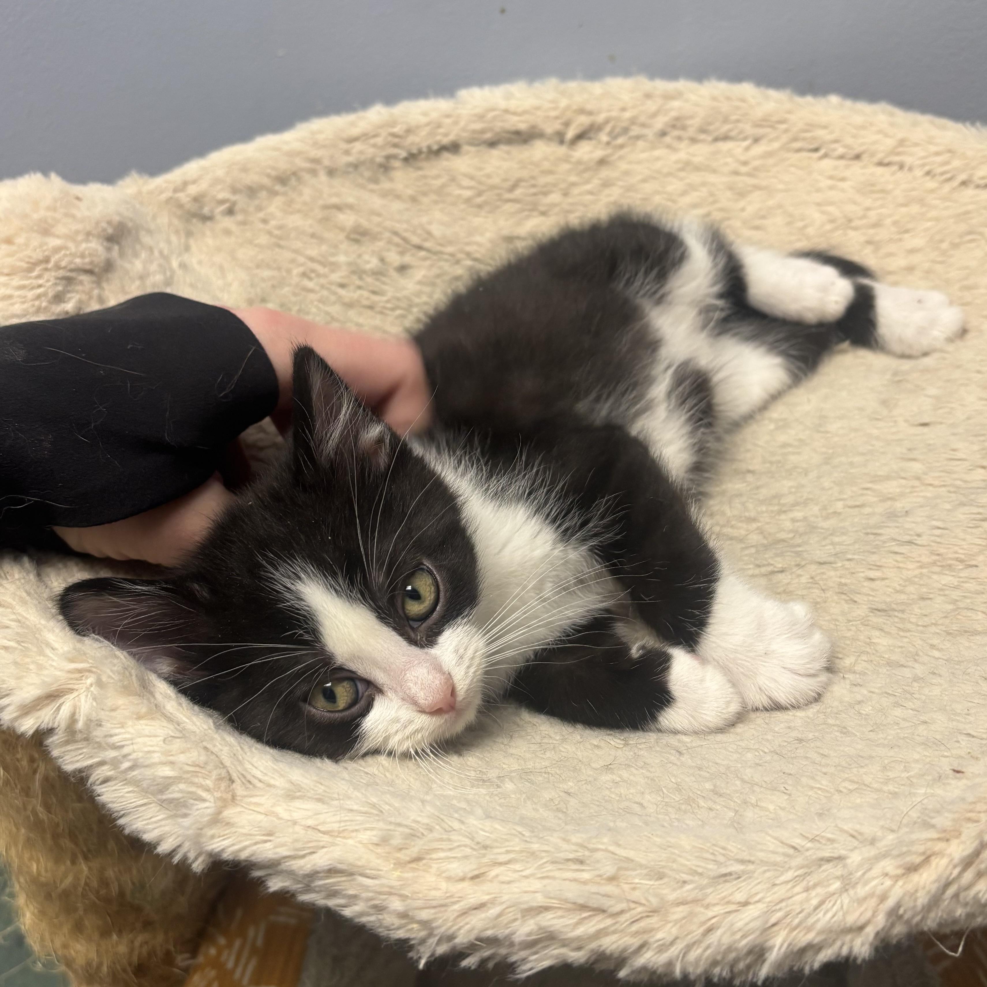 Enlarge Phynx, an adopted Domestic Medium Hair in Waynesburg, PA image 5/5