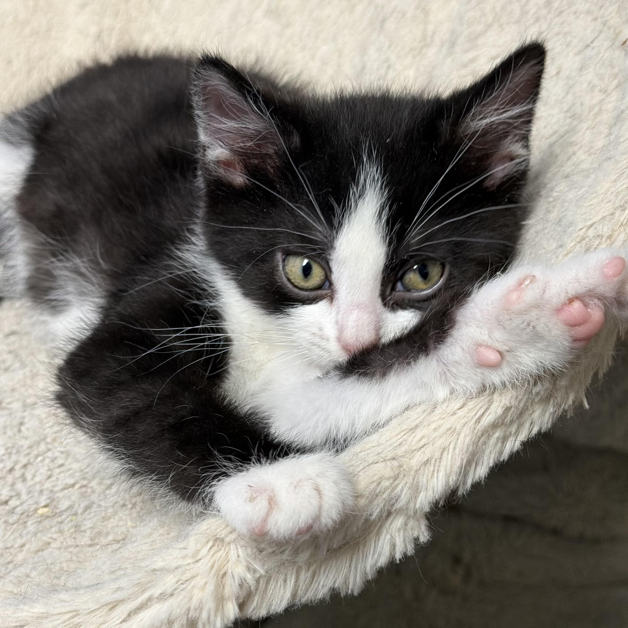 Enlarge Phynx, an adopted Domestic Medium Hair in Waynesburg, PA image 4/5