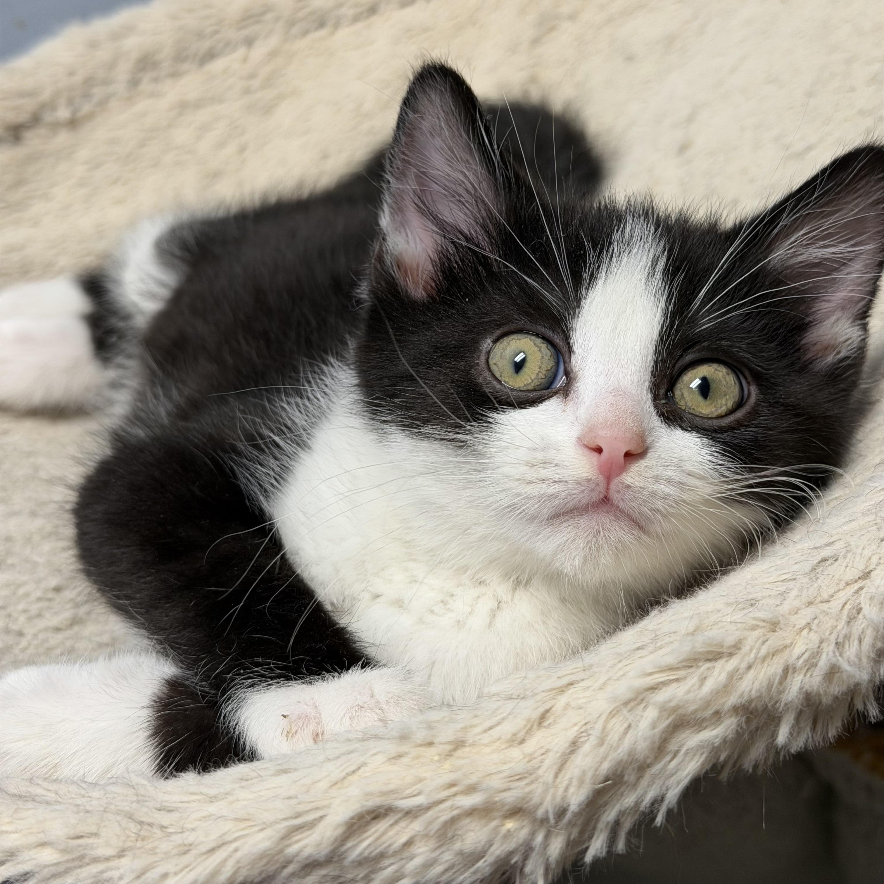 Enlarge Phynx, an adopted Domestic Medium Hair in Waynesburg, PA image 2/5