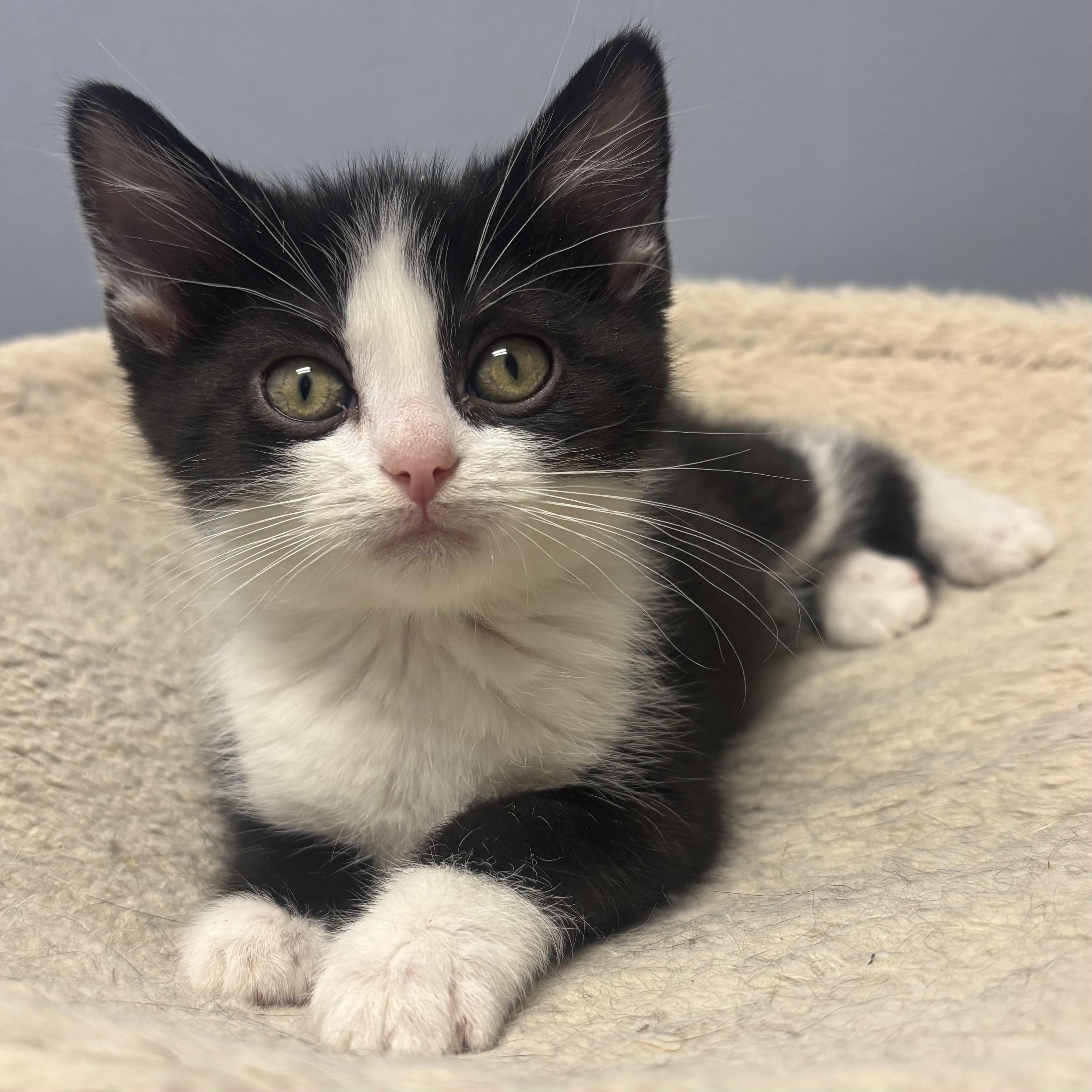 Enlarge Phynx, an adopted Domestic Medium Hair in Waynesburg, PA image 1/5