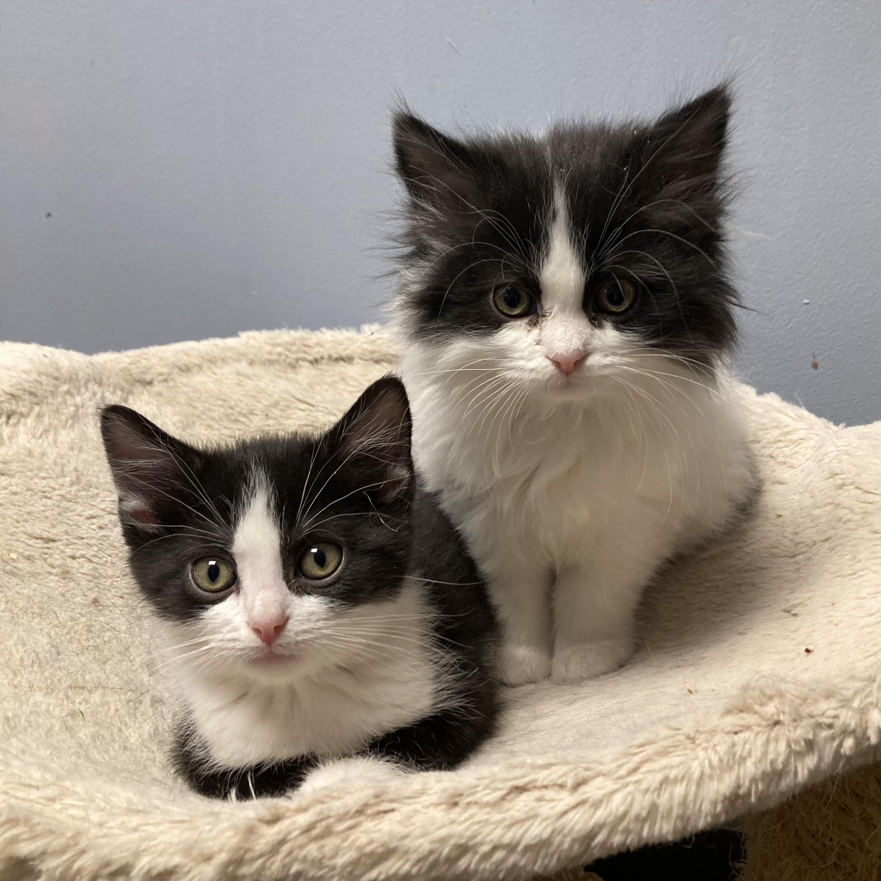 Enlarge Phynx, an adopted Domestic Medium Hair in Waynesburg, PA image 3/5