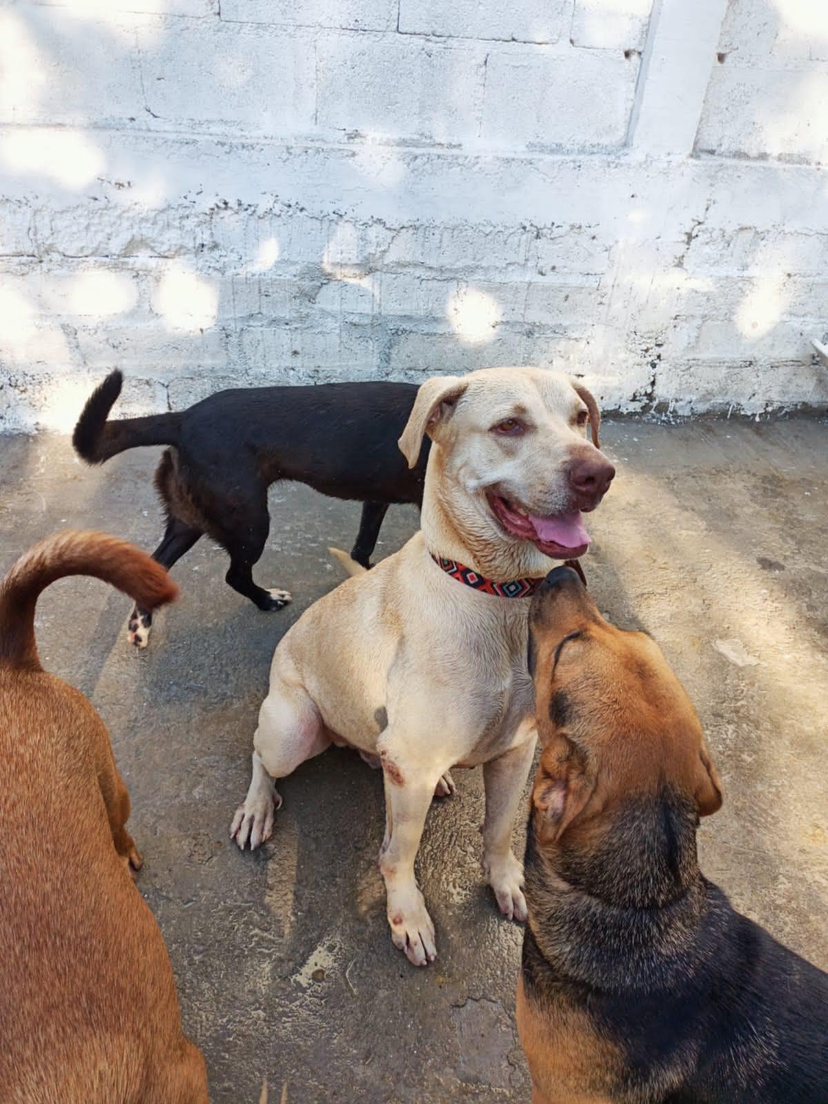 Enlarge Toby, a Adoptable mixed breed in Vancouver, BC image 2/6
