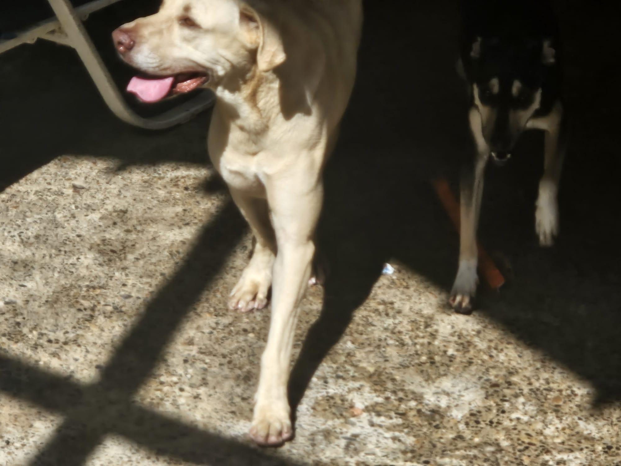 Enlarge Toby, a Adoptable mixed breed in Vancouver, BC image 3/6