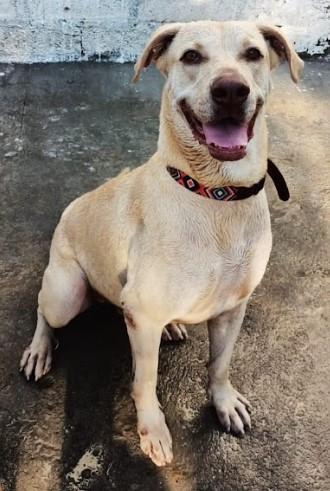 Toby, Adoptable, Adult Male Labrador Retriever.