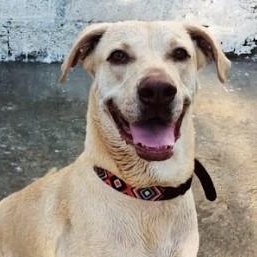 Enlarge Toby, a Adoptable mixed breed in Vancouver, BC image 1/6