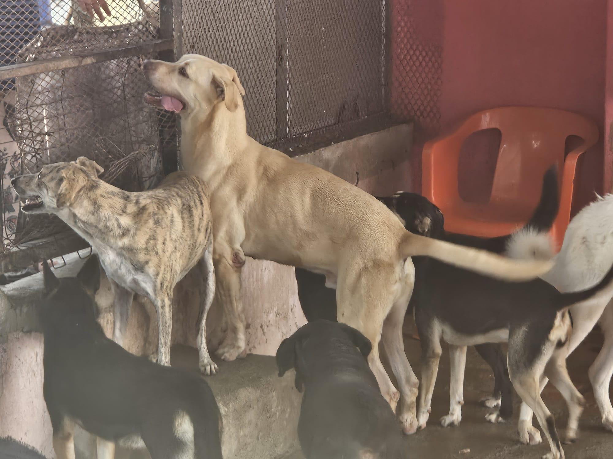 Enlarge Toby, a Adoptable mixed breed in Vancouver, BC image 4/6