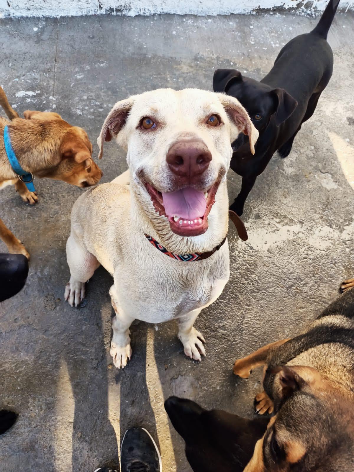 Enlarge Toby, a Adoptable mixed breed in Vancouver, BC image 5/6