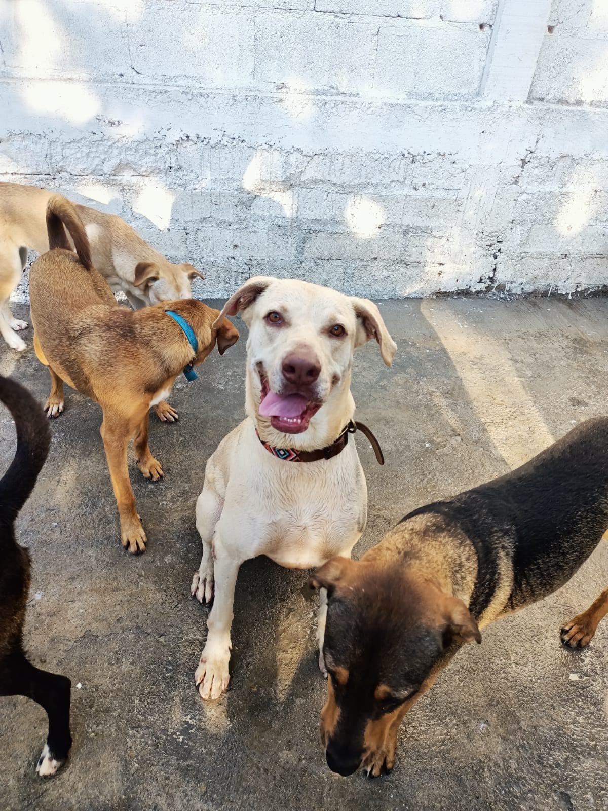 Enlarge Toby, a Adoptable mixed breed in Vancouver, BC image 6/6