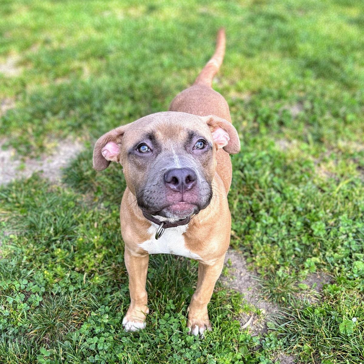 Beano, a Adopted Pit Bull Terrier in Oakland, CA image 1/3