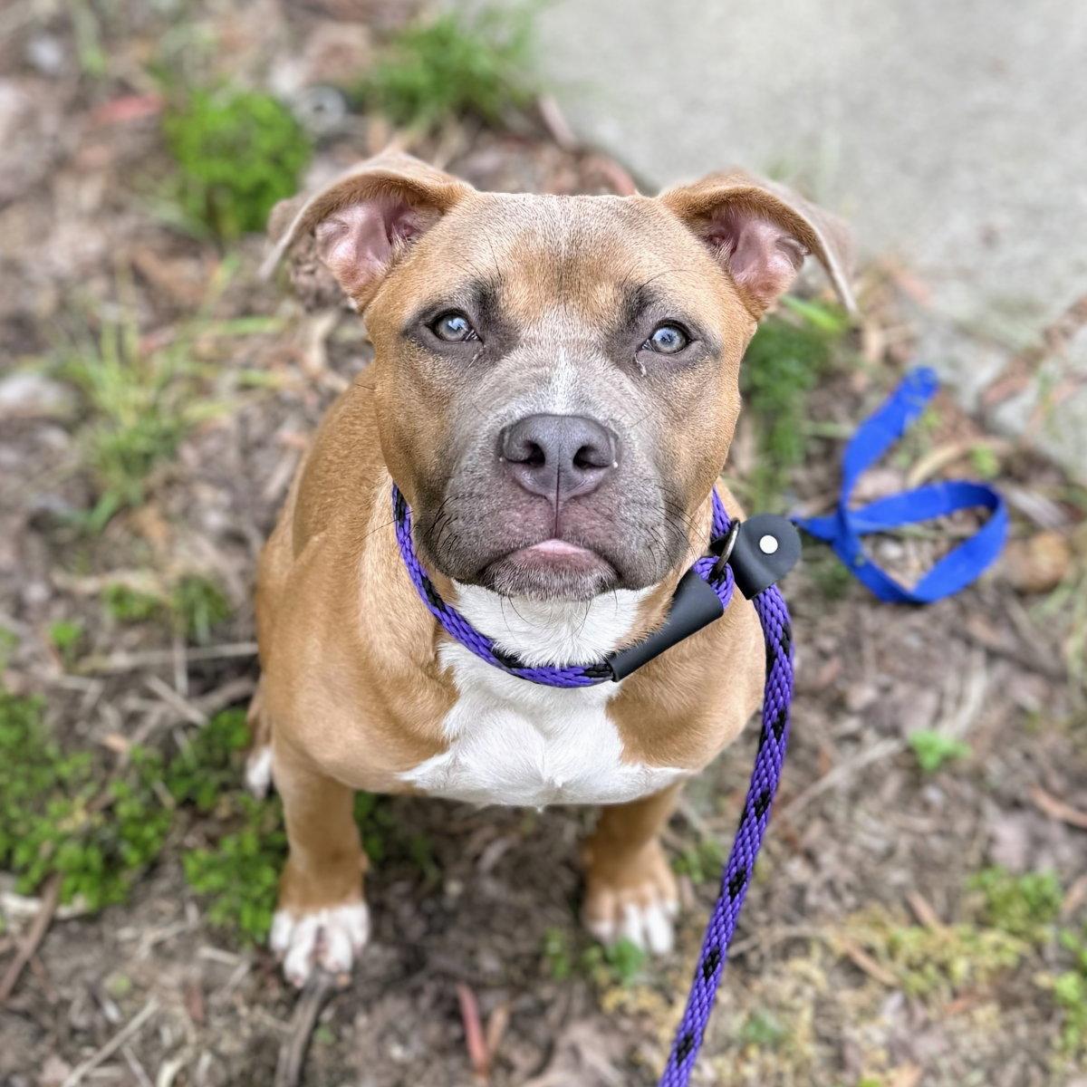Beano, a Adopted Pit Bull Terrier in Oakland, CA image 2/3