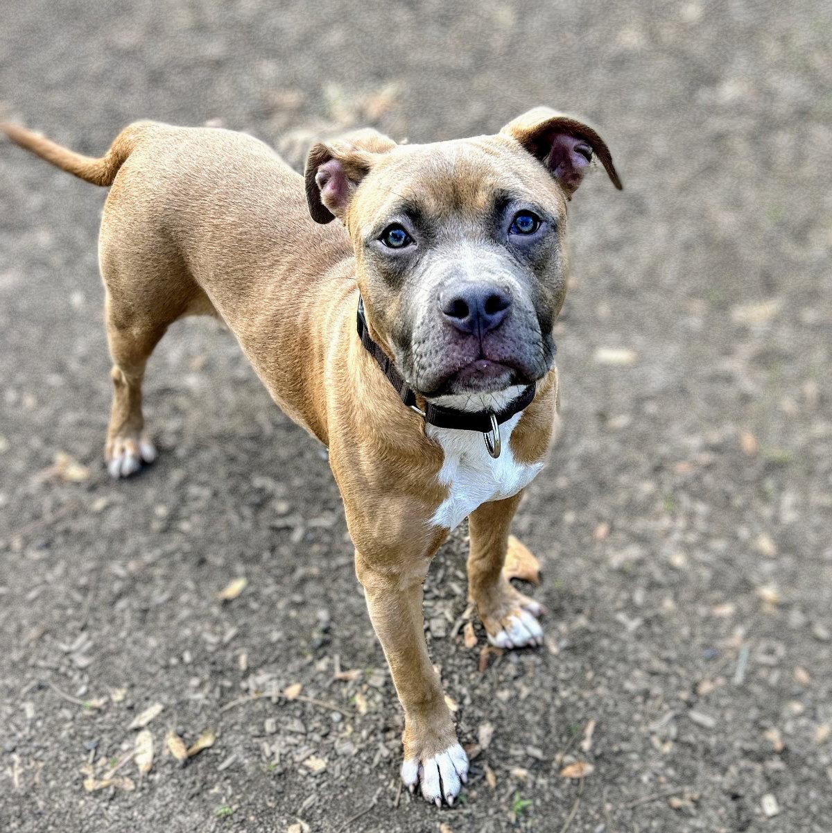 Beano, a Adopted Pit Bull Terrier in Oakland, CA image 3/3