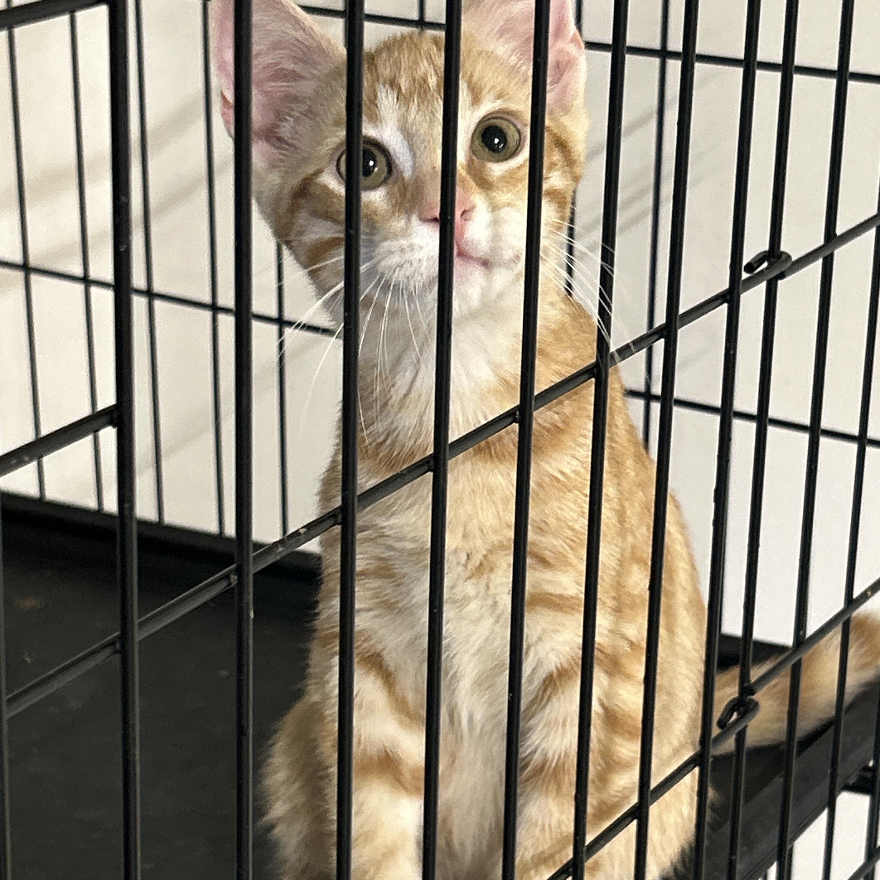 Peach, an adoptable Tabby in LAMPASAS, TX, 76550 | Photo Image 1